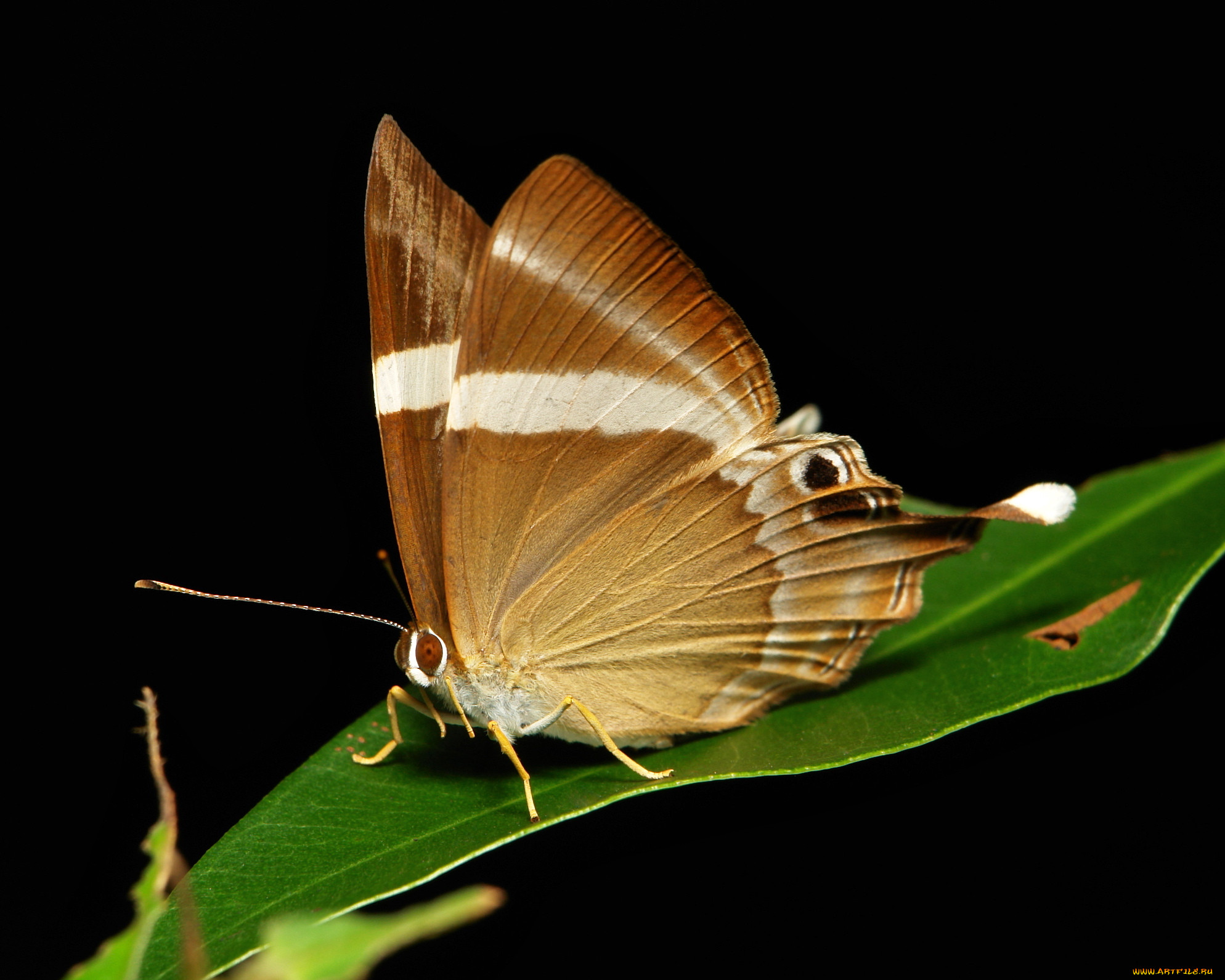 , ,  ,  , itchydogimages, , , , , , 